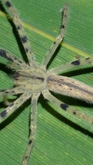 Heteropoda pingtungensis