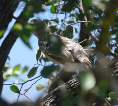 Chlamydera nuchalis