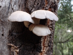 Pleurotus ostreatus