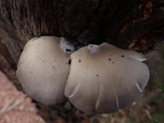 Pleurotus ostreatus