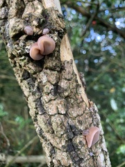 Auricularia auricula-judae