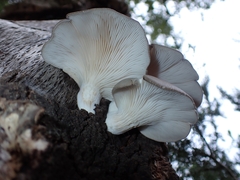 Pleurotus ostreatus
