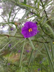Solanum linearifolium