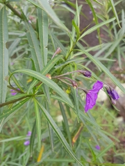 Solanum linearifolium