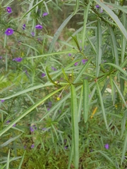 Solanum linearifolium