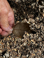 Polystepha globosa