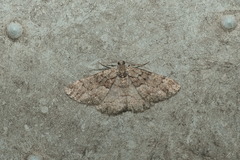 Peribatodes ilicaria