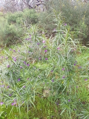 Solanum linearifolium
