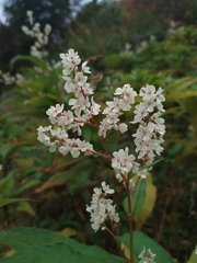 Koenigia polystachya