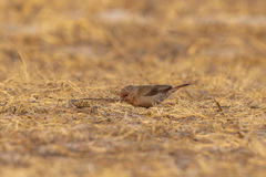 Lagonosticta nitidula