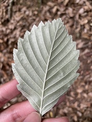 Micromeles japonica
