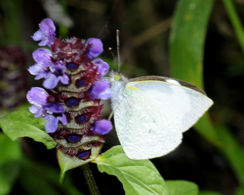 Eleusis white