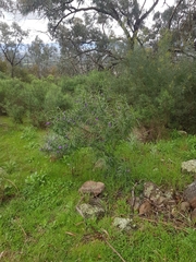 Solanum linearifolium