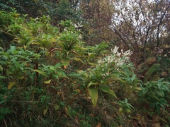 Koenigia polystachya