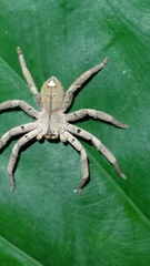Heteropoda pingtungensis