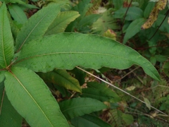 Koenigia polystachya
