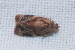 Ditula angustiorana