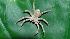 Heteropoda pingtungensis