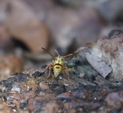 Ropalidia romandi
