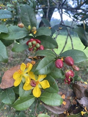 Ochna
