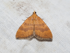 Chrysolarentia correlata