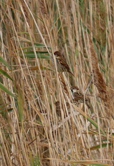 Passer hispaniolensis