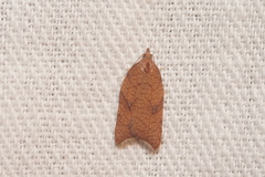 Acleris rhombana