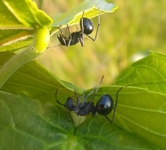 Polyrhachis gagates