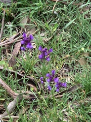 Glycine tabacina