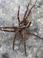 Araneomorphae