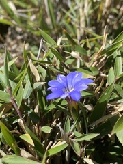 Gentiana arisanensis