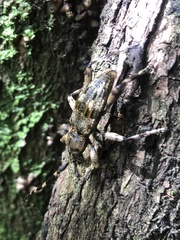 Hexatricha pulverulenta