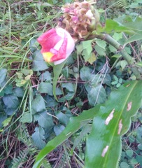 Costus lucanusianus