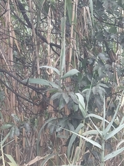 Laurus novocanariensis