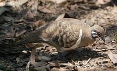Geophaps scripta