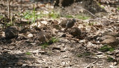 Geophaps scripta
