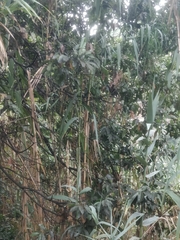 Laurus novocanariensis