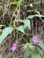 Clematis lasiandra