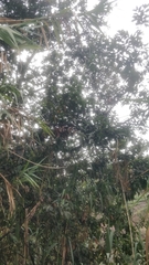 Laurus novocanariensis