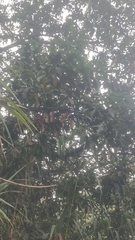 Laurus novocanariensis