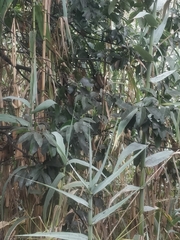 Laurus novocanariensis