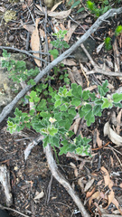 Xanthosia pilosa