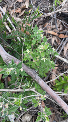 Xanthosia pilosa