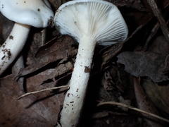 Hygrophorus cossus
