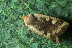 Conistra erythrocephala