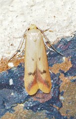 Tachystola hemisema