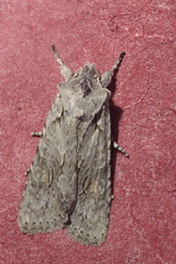 Lithophane ornitopus