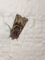 Autographa