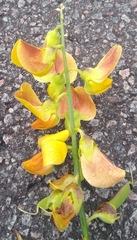 Crotalaria retusa
