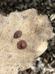 Polystepha globosa